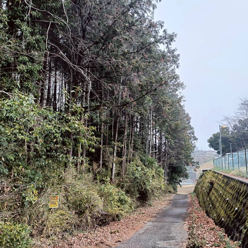埼玉県比企郡小川町 清水様山林道路際 伐採 完了