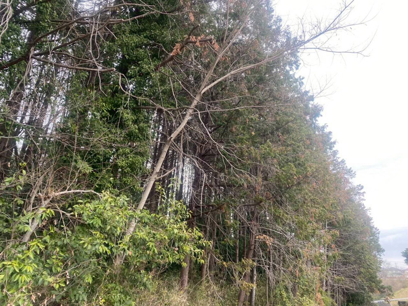 埼玉県比企郡小川町 清水様山林道路際 伐採 着工前