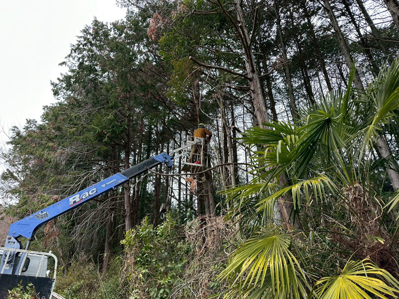 埼玉県比企郡小川町 清水様山林道路際 伐採 作業中