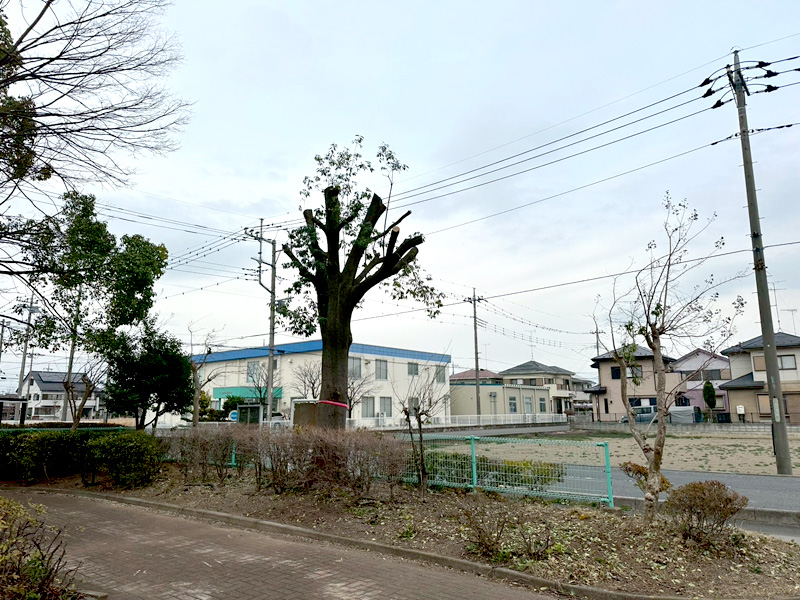 埼玉県行田市 公園内 剪定工事 完了