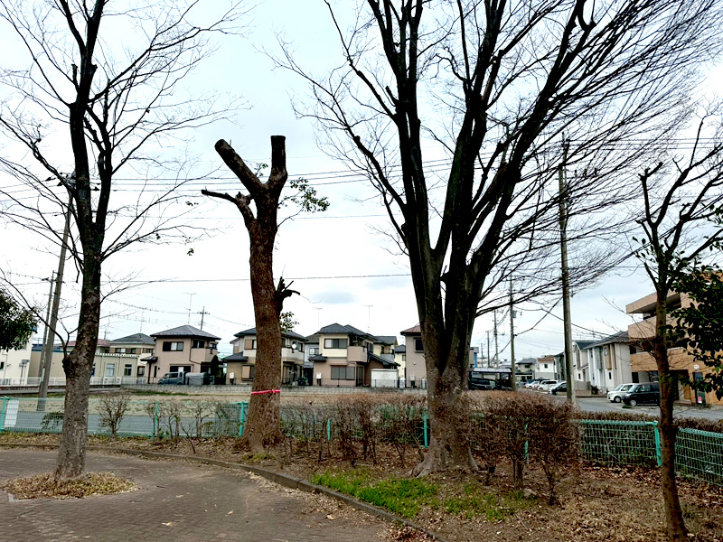 埼玉県行田市 公園内 剪定工事 完了
