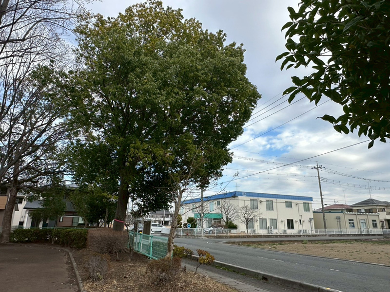 埼玉県行田市 公園内 剪定工事 作業前