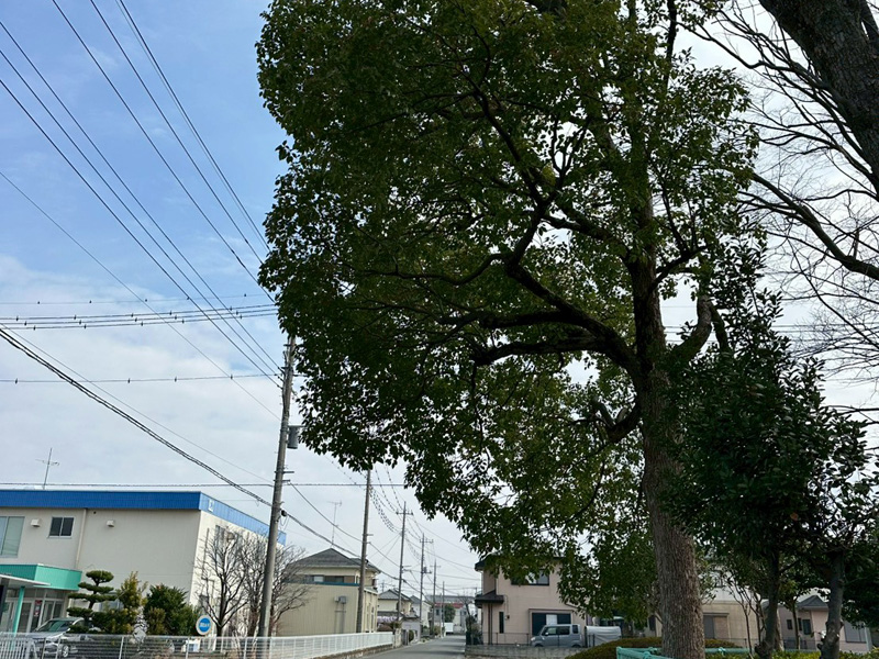 埼玉県行田市 公園内 剪定工事 作業前