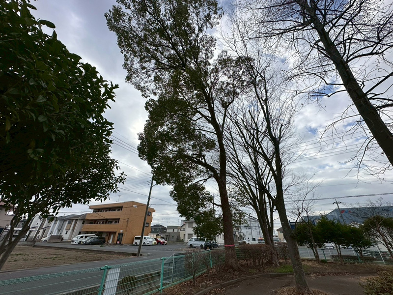 埼玉県行田市 公園内 剪定工事 作業前