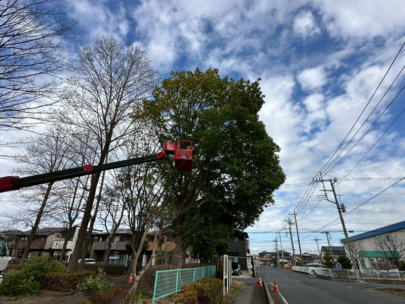 埼玉県行田市 公園内 剪定工事 作業中