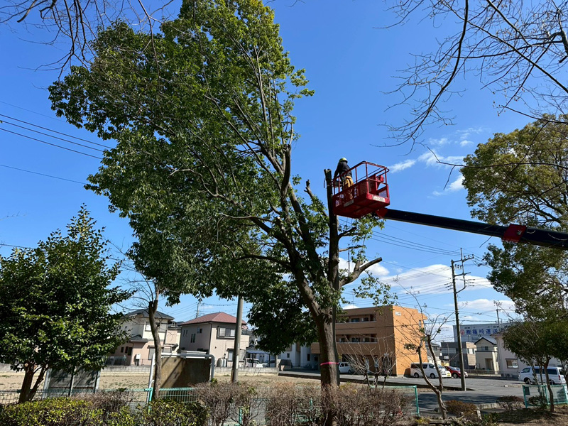 埼玉県行田市 公園内 剪定工事 作業中