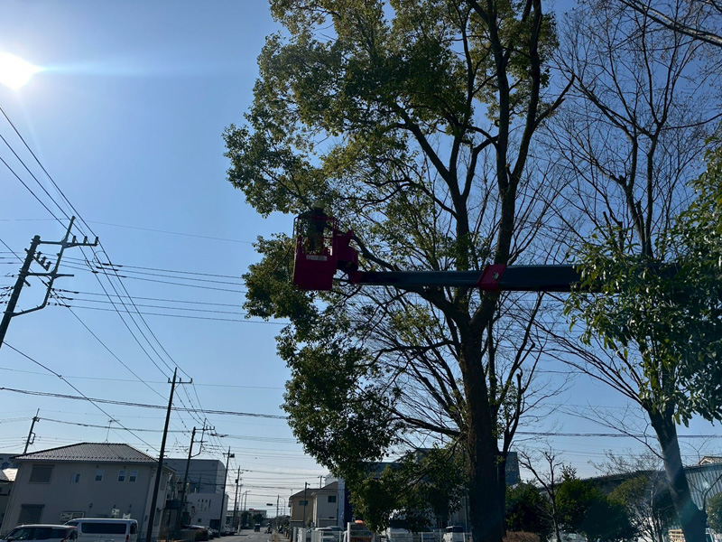埼玉県行田市 公園内 剪定工事 作業中