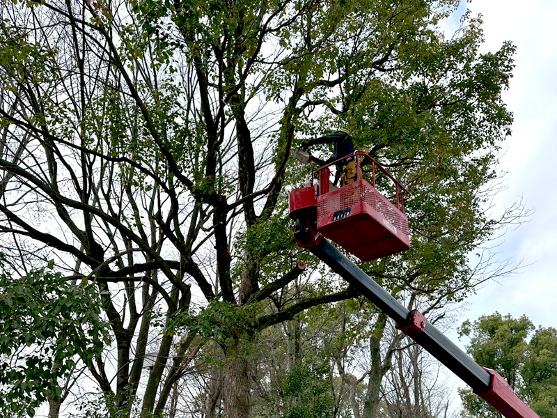 埼玉県行田市 公園内 剪定工事 作業中