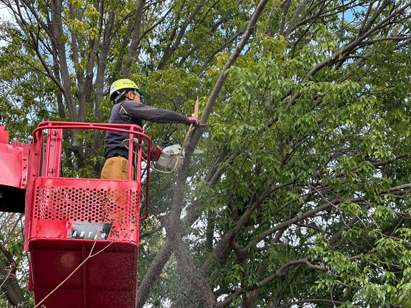 埼玉県行田市 公園内 剪定工事 作業中