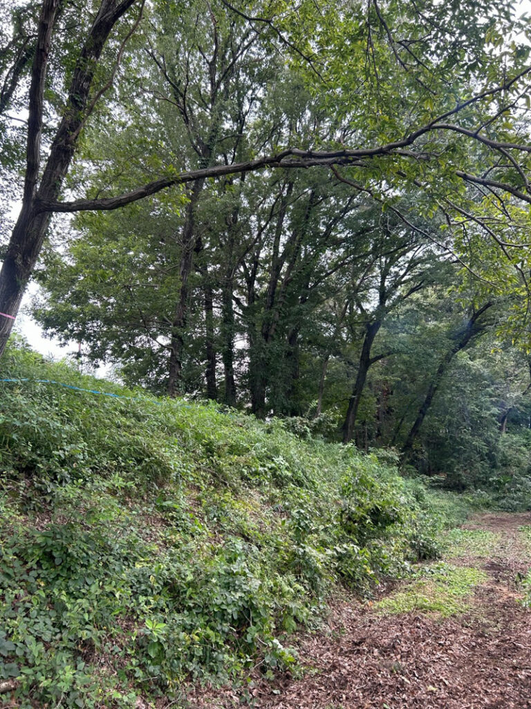 埼玉県児玉郡美里町 こだま聖地 伐採工事