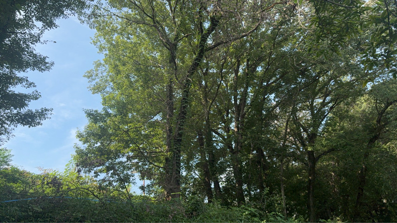 埼玉県児玉郡美里町 こだま聖地 伐採工事 着工前