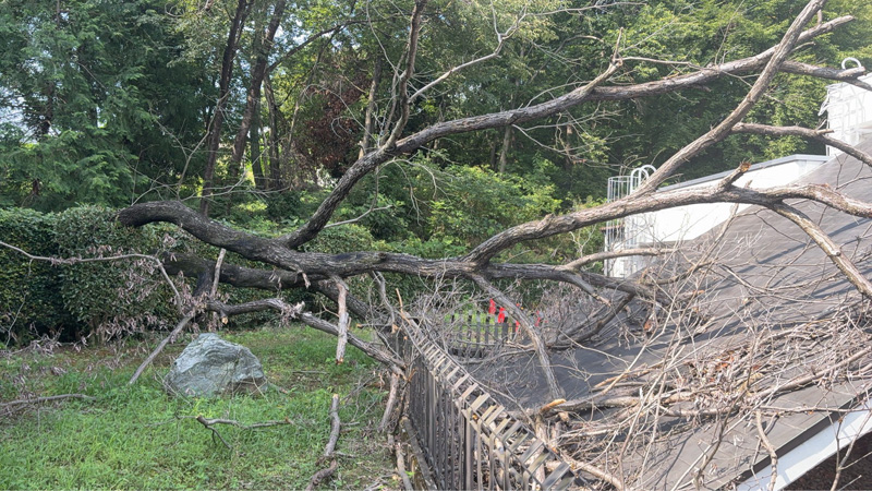 埼玉県児玉郡美里町 こだま聖地 伐採工事 着工前