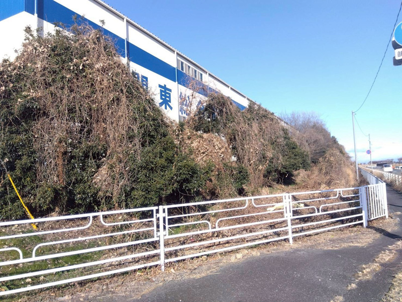 埼玉県行田市 緑道 伐採工事 着工前