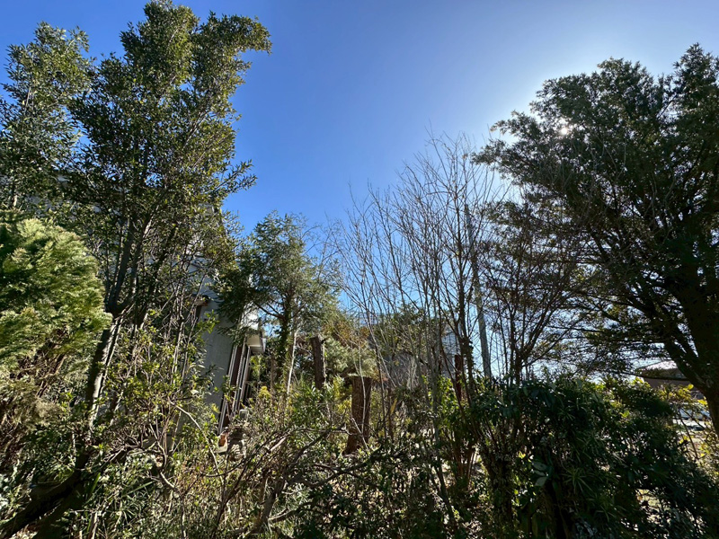 埼玉県比企郡吉見町 個人宅 イチョウ強剪定 完了