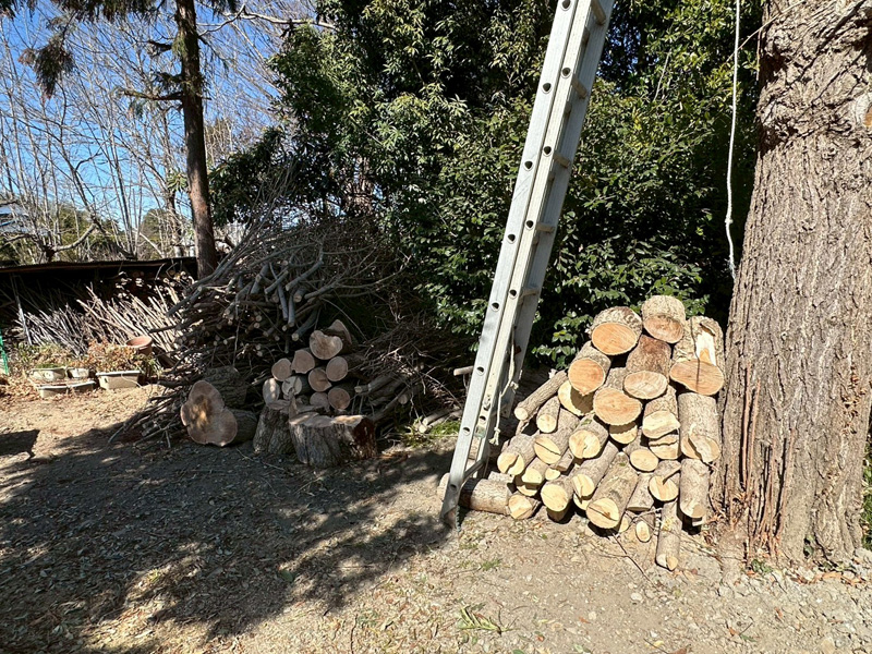 埼玉県比企郡吉見町 個人宅 イチョウ強剪定 完了