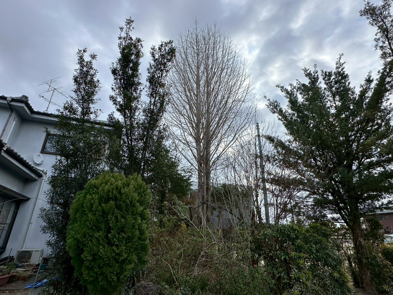 埼玉県比企郡吉見町 個人宅 イチョウ強剪定 着工前
