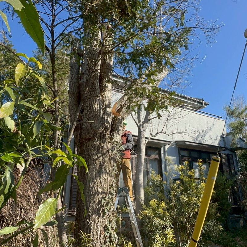 埼玉県比企郡吉見町 個人宅 イチョウ強剪定 作業中