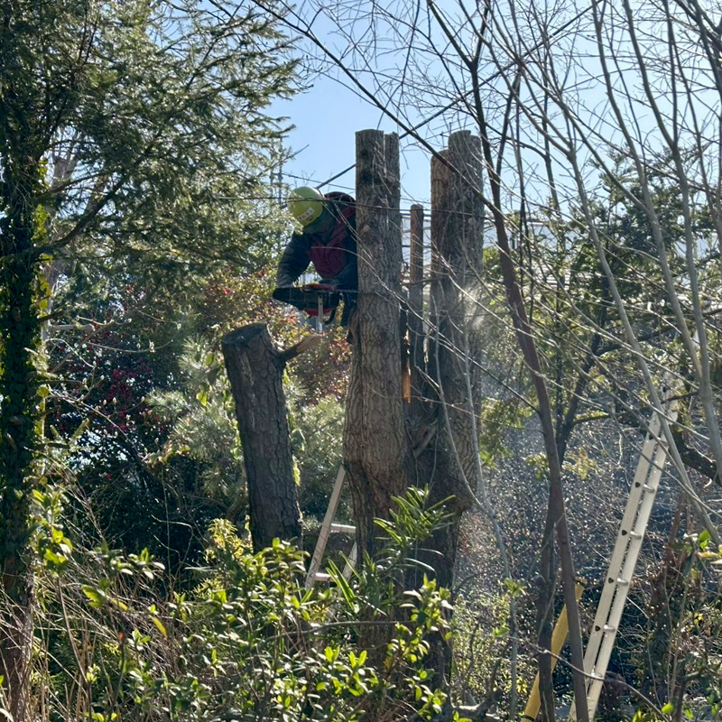 埼玉県比企郡吉見町 個人宅 イチョウ強剪定 作業中