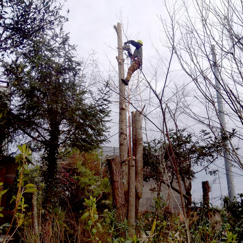 埼玉県比企郡吉見町 個人宅 イチョウ強剪定 作業中