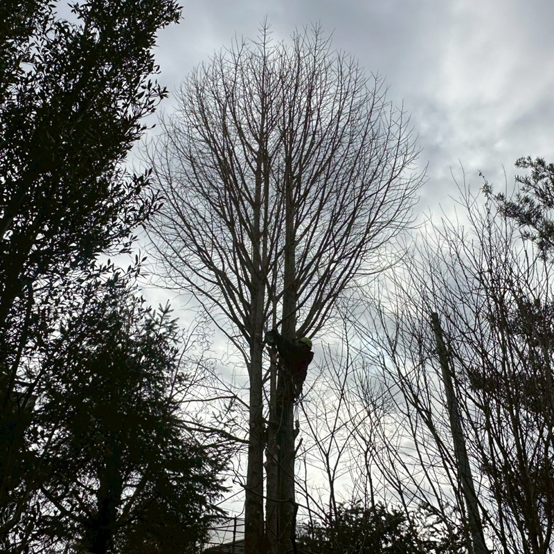 埼玉県比企郡吉見町 個人宅 イチョウ強剪定 作業中