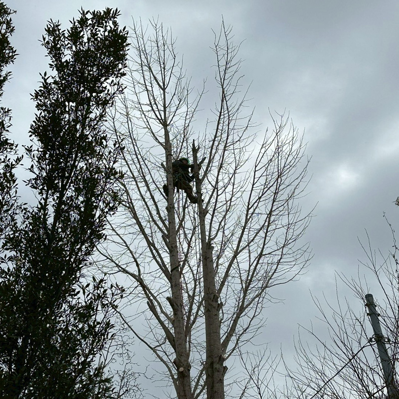 埼玉県比企郡吉見町 個人宅 イチョウ強剪定 作業中