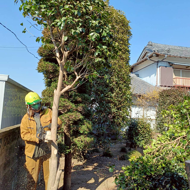 埼玉県深谷市 須藤様宅 伐採工事 作業中