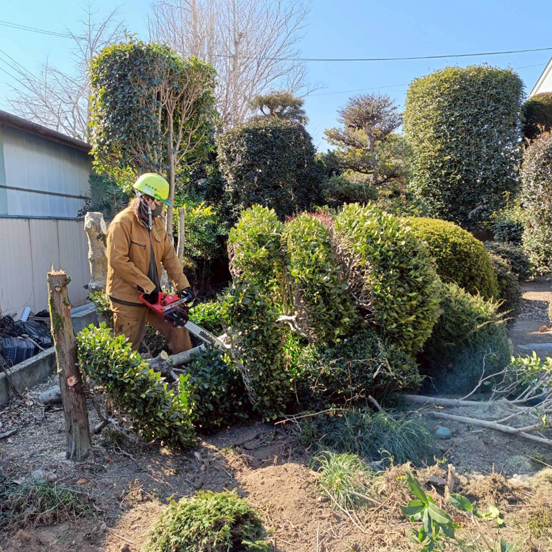 埼玉県深谷市 須藤様宅 伐採工事 作業中