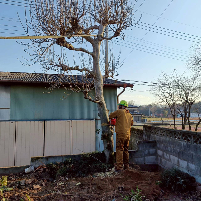埼玉県深谷市 須藤様宅 伐採工事 作業中