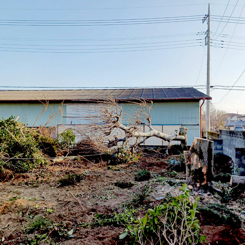 埼玉県深谷市 須藤様宅 伐採工事 作業中
