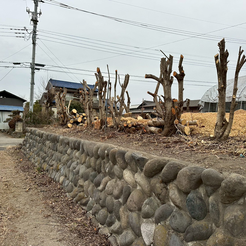 埼玉県比企郡吉見町 個人宅 伐採剪定工事 完了
