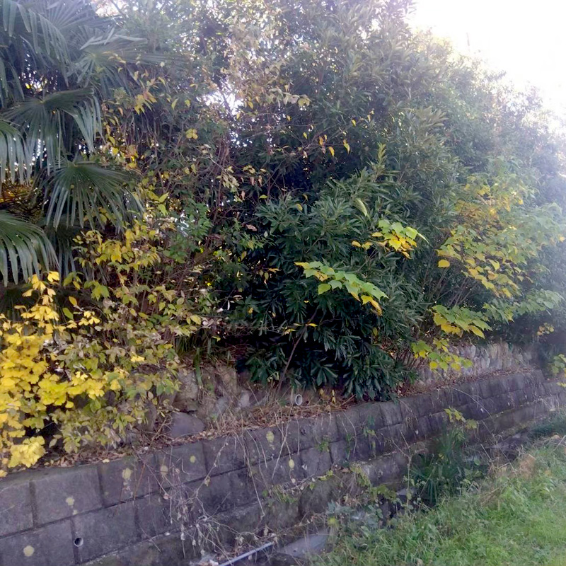 埼玉県比企郡吉見町 個人宅 伐採剪定工事 着工前