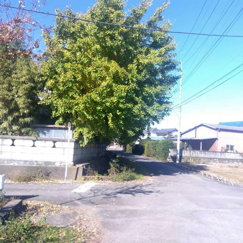 埼玉県比企郡吉見町 個人宅 伐採剪定工事 着工前