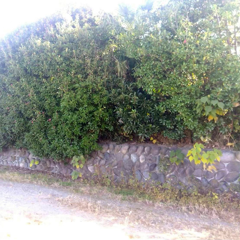 埼玉県比企郡吉見町 個人宅 伐採剪定工事 着工前