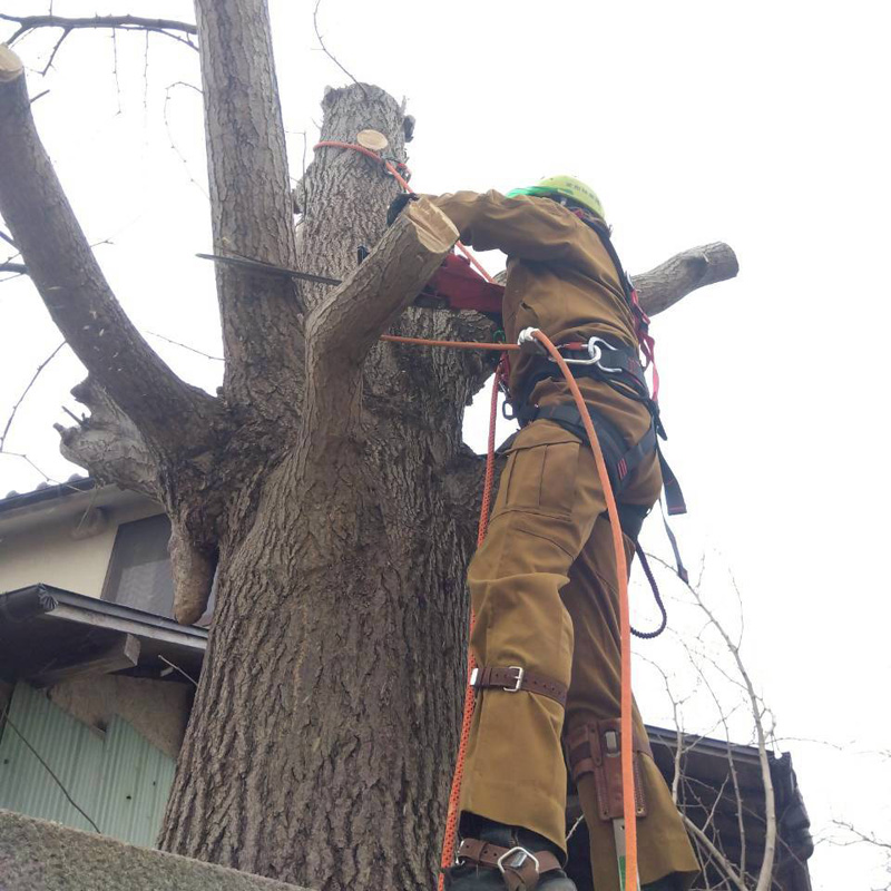 埼玉県比企郡吉見町 個人宅 伐採剪定工事 作業中