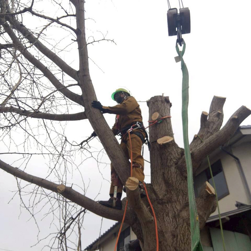 埼玉県比企郡吉見町 個人宅 伐採剪定工事 作業中