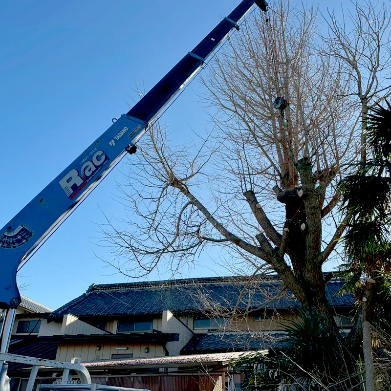 埼玉県比企郡吉見町 個人宅 伐採剪定工事 作業中