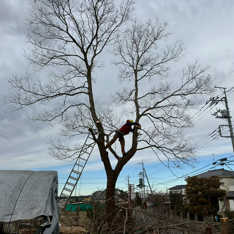 埼玉県比企郡吉見町 個人宅 伐採剪定工事 作業中