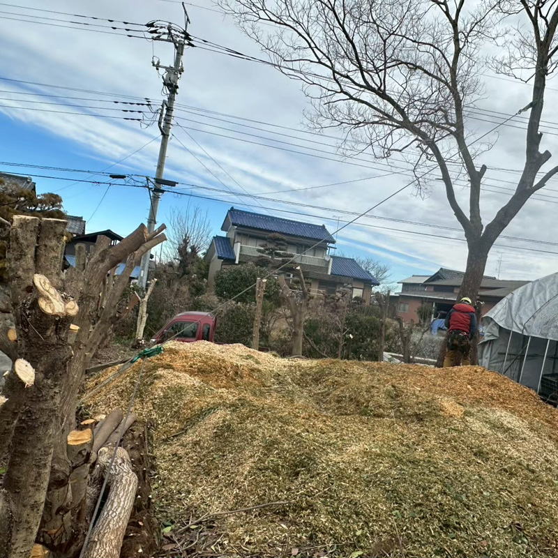 埼玉県比企郡吉見町 個人宅 伐採剪定工事 作業中