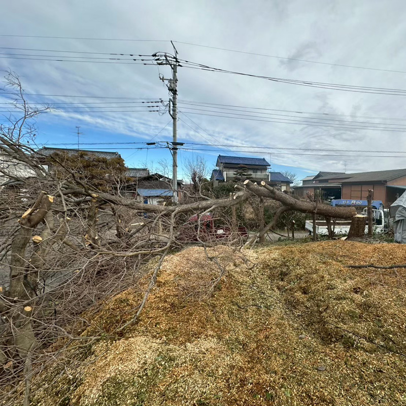 埼玉県比企郡吉見町 個人宅 伐採剪定工事 作業中