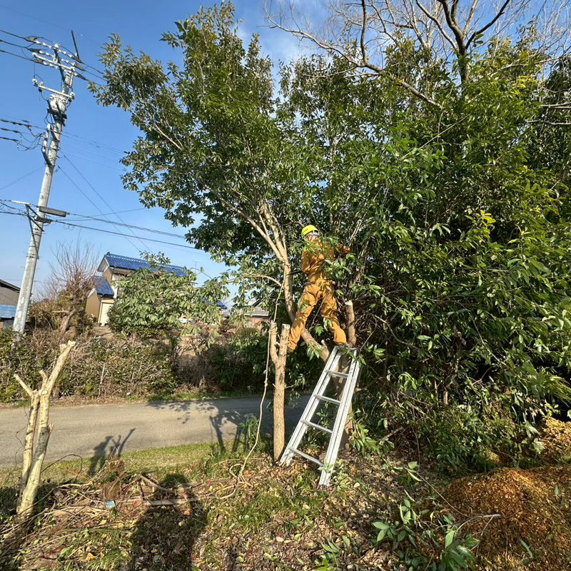 埼玉県比企郡吉見町 個人宅 伐採剪定工事 作業中