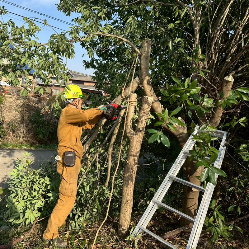 埼玉県比企郡吉見町 個人宅 伐採剪定工事 作業中